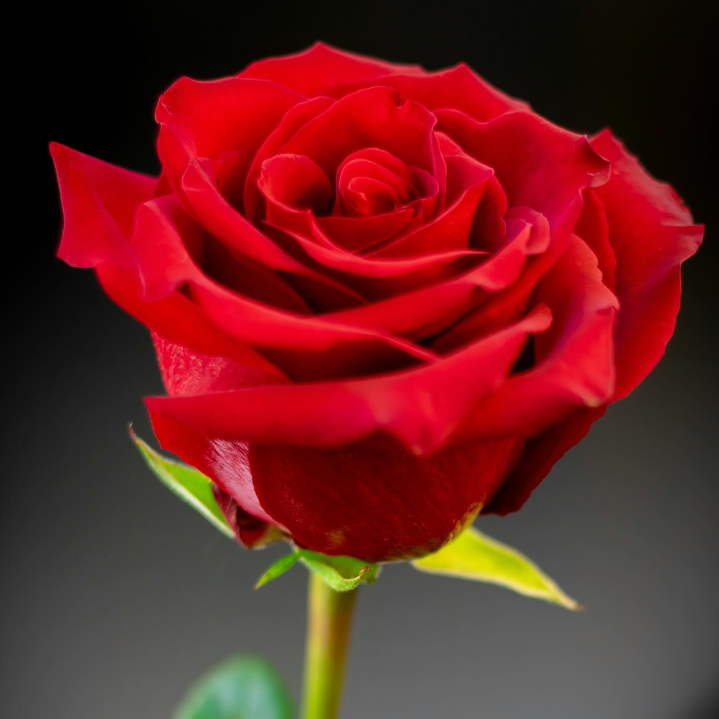 Valentine's Day flowers from The Flower Shop Eccleshall
