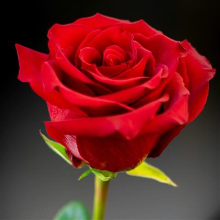 Valentine's Day flowers from The Flower Shop Eccleshall